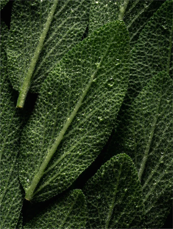 JT FORMULA Rosemary & Mint Scalp Scrub — product view 2